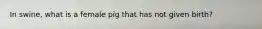 In swine, what is a female pig that has not given birth?