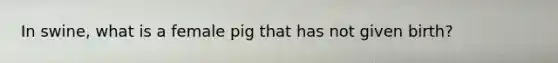 In swine, what is a female pig that has not given birth?