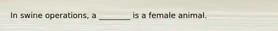 In swine operations, a ________ is a female animal.