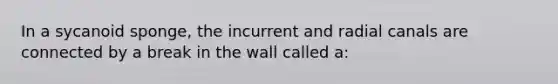 In a sycanoid sponge, the incurrent and radial canals are connected by a break in the wall called a: