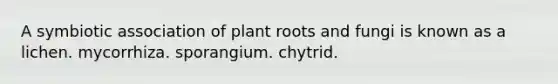 A symbiotic association of plant roots and fungi is known as a lichen. mycorrhiza. sporangium. chytrid.