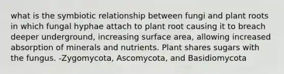 what is the symbiotic relationship between fungi and plant roots in which fungal hyphae attach to plant root causing it to breach deeper underground, increasing surface area, allowing increased absorption of minerals and nutrients. Plant shares sugars with the fungus. -Zygomycota, Ascomycota, and Basidiomycota