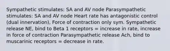 Sympathetic stimulates: SA and AV node Parasympathetic stimulates: SA and AV node Heart rate has antagonistic control (dual innervation), Force of contraction only sym. Sympathetic release NE, bind to Beta 1 receptors = increase in rate, increase in force of contraction Parasympathetic release Ach, bind to muscarinic receptors = decrease in rate.