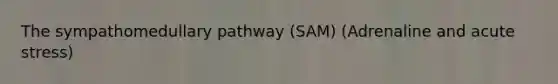 The sympathomedullary pathway (SAM) (Adrenaline and acute stress)