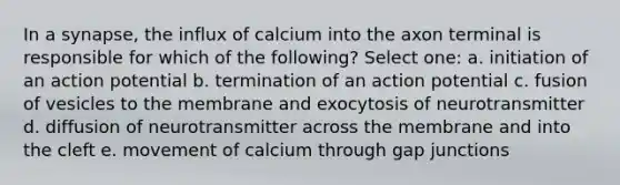 In a synapse, the influx of calcium into the axon terminal is responsible for which of the following? Select one: a. initiation of an action potential b. termination of an action potential c. fusion of vesicles to the membrane and exocytosis of neurotransmitter d. diffusion of neurotransmitter across the membrane and into the cleft e. movement of calcium through gap junctions