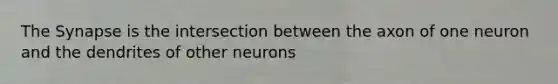 The Synapse is the intersection between the axon of one neuron and the dendrites of other neurons