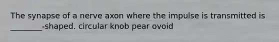 The synapse of a nerve axon where the impulse is transmitted is ________-shaped. circular knob pear ovoid