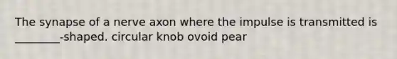 <a href='https://www.questionai.com/knowledge/kTCXU7vaKU-the-synapse' class='anchor-knowledge'>the synapse</a> of a nerve axon where the impulse is transmitted is ________-shaped. circular knob ovoid pear