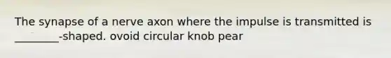 The synapse of a nerve axon where the impulse is transmitted is ________-shaped. ovoid circular knob pear