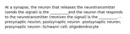 At a synapse, the neuron that releases the neurotransmitter (sends the signal) is the __________and the neuron that responds to the neurotransmitter (receives the signal) is the __________. -presynaptic neuron; postsynaptic neuron -postsynaptic neuron; presynaptic neuron -Schwann cell; oligodendrocyte