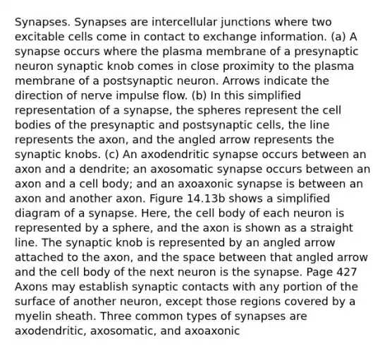 Synapses. Synapses are intercellular junctions where two excitable cells come in contact to exchange information. (a) A synapse occurs where the plasma membrane of a presynaptic neuron synaptic knob comes in close proximity to the plasma membrane of a postsynaptic neuron. Arrows indicate the direction of nerve impulse flow. (b) In this simplified representation of a synapse, the spheres represent the cell bodies of the presynaptic and postsynaptic cells, the line represents the axon, and the angled arrow represents the synaptic knobs. (c) An axodendritic synapse occurs between an axon and a dendrite; an axosomatic synapse occurs between an axon and a cell body; and an axoaxonic synapse is between an axon and another axon. Figure 14.13b shows a simplified diagram of a synapse. Here, the cell body of each neuron is represented by a sphere, and the axon is shown as a straight line. The synaptic knob is represented by an angled arrow attached to the axon, and the space between that angled arrow and the cell body of the next neuron is the synapse. Page 427 Axons may establish synaptic contacts with any portion of the surface of another neuron, except those regions covered by a myelin sheath. Three common types of synapses are axodendritic, axosomatic, and axoaxonic