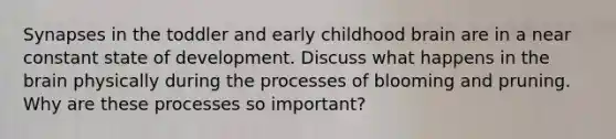 Synapses in the toddler and early childhood brain are in a near constant state of development. Discuss what happens in the brain physically during the processes of blooming and pruning. Why are these processes so important?