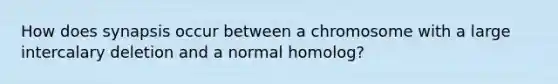 How does synapsis occur between a chromosome with a large intercalary deletion and a normal homolog?