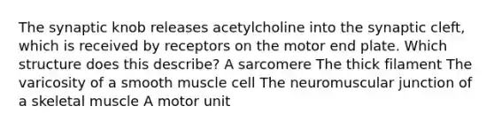 The synaptic knob releases acetylcholine into the synaptic cleft, which is received by receptors on the motor end plate. Which structure does this describe? A sarcomere The thick filament The varicosity of a smooth muscle cell The neuromuscular junction of a skeletal muscle A motor unit