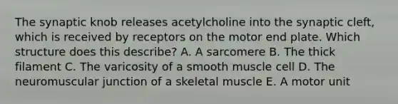 The synaptic knob releases acetylcholine into the synaptic cleft, which is received by receptors on the motor end plate. Which structure does this describe? A. A sarcomere B. The thick filament C. The varicosity of a smooth muscle cell D. The neuromuscular junction of a skeletal muscle E. A motor unit