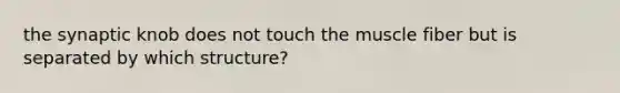 the synaptic knob does not touch the muscle fiber but is separated by which structure?