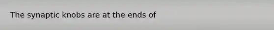 The synaptic knobs are at the ends of