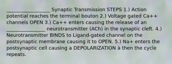 __________________ Synaptic Transmission STEPS 1.) Action potential reaches the terminal bouton 2.) Voltage gated Ca++ channels OPEN 3.) Ca++ enters causing the release of an ________________ neurotransmitter (ACh) in the synaptic cleft. 4.) Neurotransmitter BINDS to Ligand-gated channel on the postsynaptic membrane causing it to OPEN. 5.) Na+ enters the postsynaptic cell causing a DEPOLARIZATION à then the cycle repeats.