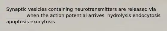 Synaptic vesicles containing neurotransmitters are released via ________ when the action potential arrives. hydrolysis endocytosis apoptosis exocytosis