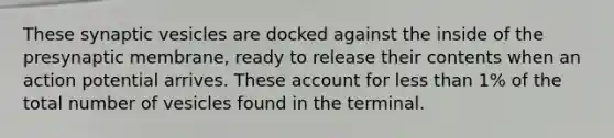 These synaptic vesicles are docked against the inside of the presynaptic membrane, ready to release their contents when an action potential arrives. These account for less than 1% of the total number of vesicles found in the terminal.
