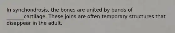 In synchondrosis, the bones are united by bands of _______cartilage. These joins are often temporary structures that disappear in the adult.