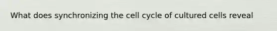 What does synchronizing the cell cycle of cultured cells reveal