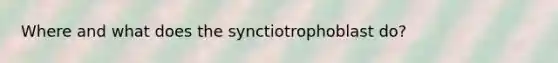 Where and what does the synctiotrophoblast do?