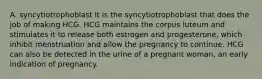 A. syncytiotrophoblast It is the syncytiotrophoblast that does the job of making HCG. HCG maintains the corpus luteum and stimulates it to release both estrogen and progesterone, which inhibit menstruation and allow the pregnancy to continue. HCG can also be detected in the urine of a pregnant woman, an early indication of pregnancy.