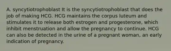 A. syncytiotrophoblast It is the syncytiotrophoblast that does the job of making HCG. HCG maintains the corpus luteum and stimulates it to release both estrogen and progesterone, which inhibit menstruation and allow the pregnancy to continue. HCG can also be detected in the urine of a pregnant woman, an early indication of pregnancy.