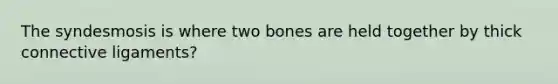 The syndesmosis is where two bones are held together by thick connective ligaments?