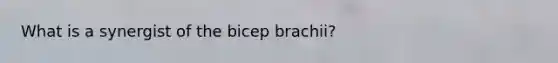 What is a synergist of the bicep brachii?