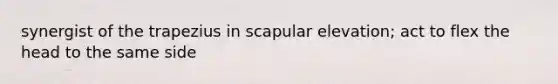 synergist of the trapezius in scapular elevation; act to flex the head to the same side