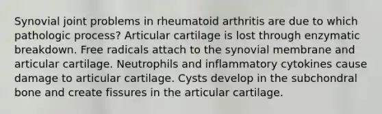 Synovial joint problems in rheumatoid arthritis are due to which pathologic process? Articular cartilage is lost through enzymatic breakdown. Free radicals attach to the synovial membrane and articular cartilage. Neutrophils and inflammatory cytokines cause damage to articular cartilage. Cysts develop in the subchondral bone and create fissures in the articular cartilage.