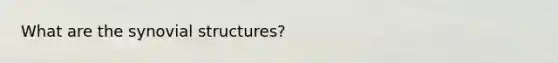 What are the synovial structures?