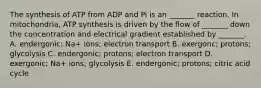 The synthesis of ATP from ADP and Pi is an _______ reaction. In mitochondria, ATP synthesis is driven by the flow of _______ down the concentration and electrical gradient established by _______. A. endergonic; Na+ ions; electron transport B. exergonc; protons; glycolysis C. endergonic; protons; electron transport D. exergonic; Na+ ions; glycolysis E. endergonic; protons; citric acid cycle