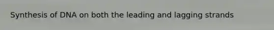 Synthesis of DNA on both the leading and lagging strands