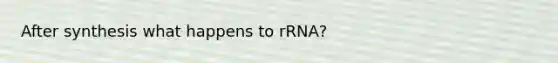 After synthesis what happens to rRNA?