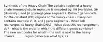 Synthesis of the Heavy Chain The variable region of a heavy chain immunoglobulin molecule is encoded by: VH (variable), DH (diversity), and JH (joining) gene segments. Distinct genes code for the constant (CH) regions of the heavy chain • Every cell contains multiple V, D, and J gene segments - What cell rearranges its heavy chain DNA? - What does this rearrangement do? - what is the order in which the different genes combine? - The new unit codes for what? - the unit is next to the heavy chain's ______ region genes (on what Ig's, 2)