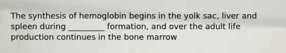 The synthesis of hemoglobin begins in the yolk sac, liver and spleen during _________ formation, and over the adult life production continues in the bone marrow