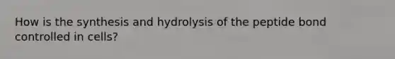 How is the synthesis and hydrolysis of the peptide bond controlled in cells?