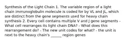 Synthesis of the Light Chain 1. The variable region of a light chain immunoglobulin molecule is coded for by VL and JL, which are distinct from the gene segments used for heavy chain synthesis 2. Every cell contains multiple V and J gene segments - What cell rearranges its light chain DNA? - What does this rearrangement do? - The new unit codes for what? - the unit is next to the heavy chain's ______ region genes