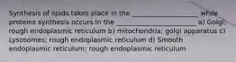 Synthesis of lipids takes place in the ____________________ while proteins synthesis occurs in the ________________________ a) Golgi; rough endoplasmic reticulum b) mitochondria; golgi apparatus c) Lysosomes; rough endoplasmic reticulum d) Smooth endoplasmic reticulum; rough endoplasmic reticulum