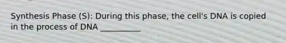 Synthesis Phase (S): During this phase, the cell's DNA is copied in the process of DNA __________