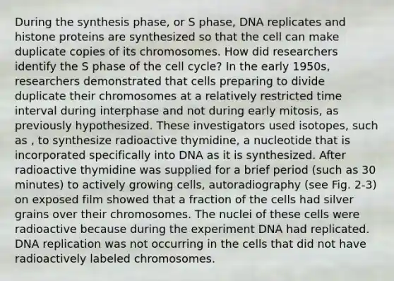 During the synthesis phase, or S phase, DNA replicates and histone proteins are synthesized so that the cell can make duplicate copies of its chromosomes. How did researchers identify the S phase of the cell cycle? In the early 1950s, researchers demonstrated that cells preparing to divide duplicate their chromosomes at a relatively restricted time interval during interphase and not during early mitosis, as previously hypothesized. These investigators used isotopes, such as , to synthesize radioactive thymidine, a nucleotide that is incorporated specifically into DNA as it is synthesized. After radioactive thymidine was supplied for a brief period (such as 30 minutes) to actively growing cells, autoradiography (see Fig. 2-3) on exposed film showed that a fraction of the cells had silver grains over their chromosomes. The nuclei of these cells were radioactive because during the experiment DNA had replicated. DNA replication was not occurring in the cells that did not have radioactively labeled chromosomes.