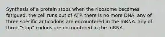 Synthesis of a protein stops when the ribosome becomes fatigued. the cell runs out of ATP. there is no more DNA. any of three specific anticodons are encountered in the mRNA. any of three "stop" codons are encountered in the mRNA.