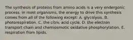 The synthesis of proteins from amino acids is a very endergonic process. In most organisms, the energy to drive this synthesis comes from all of the following except: A. glycolysis. B. photorespiration. C. the citric acid cycle. D. the electron transport chain and chemiosmotic oxidative phosphorylation. E. respiration from lipids.