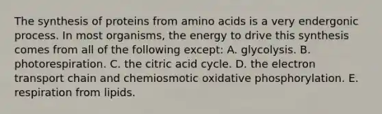 The synthesis of proteins from <a href='https://www.questionai.com/knowledge/k9gb720LCl-amino-acids' class='anchor-knowledge'>amino acids</a> is a very endergonic process. In most organisms, the energy to drive this synthesis comes from all of the following except: A. glycolysis. B. photorespiration. C. the citric acid cycle. D. <a href='https://www.questionai.com/knowledge/k57oGBr0HP-the-electron-transport-chain' class='anchor-knowledge'>the electron transport chain</a> and chemiosmotic <a href='https://www.questionai.com/knowledge/kFazUb9IwO-oxidative-phosphorylation' class='anchor-knowledge'>oxidative phosphorylation</a>. E. respiration from lipids.