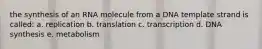 the synthesis of an RNA molecule from a DNA template strand is called: a. replication b. translation c. transcription d. DNA synthesis e. metabolism