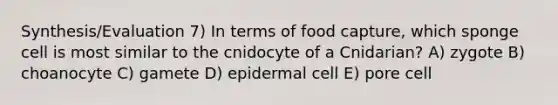 Synthesis/Evaluation 7) In terms of food capture, which sponge cell is most similar to the cnidocyte of a Cnidarian? A) zygote B) choanocyte C) gamete D) epidermal cell E) pore cell