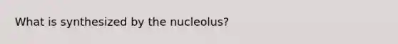 What is synthesized by the nucleolus?